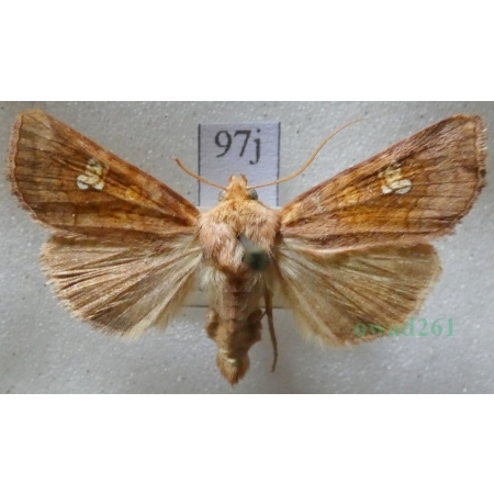 Amphipoea fucosa (Freyer, 1830) Czech97j